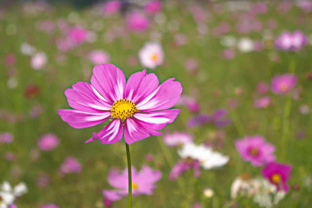 秋桜