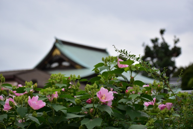 お寺と芙蓉