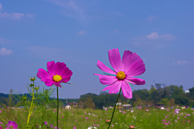 秋桜