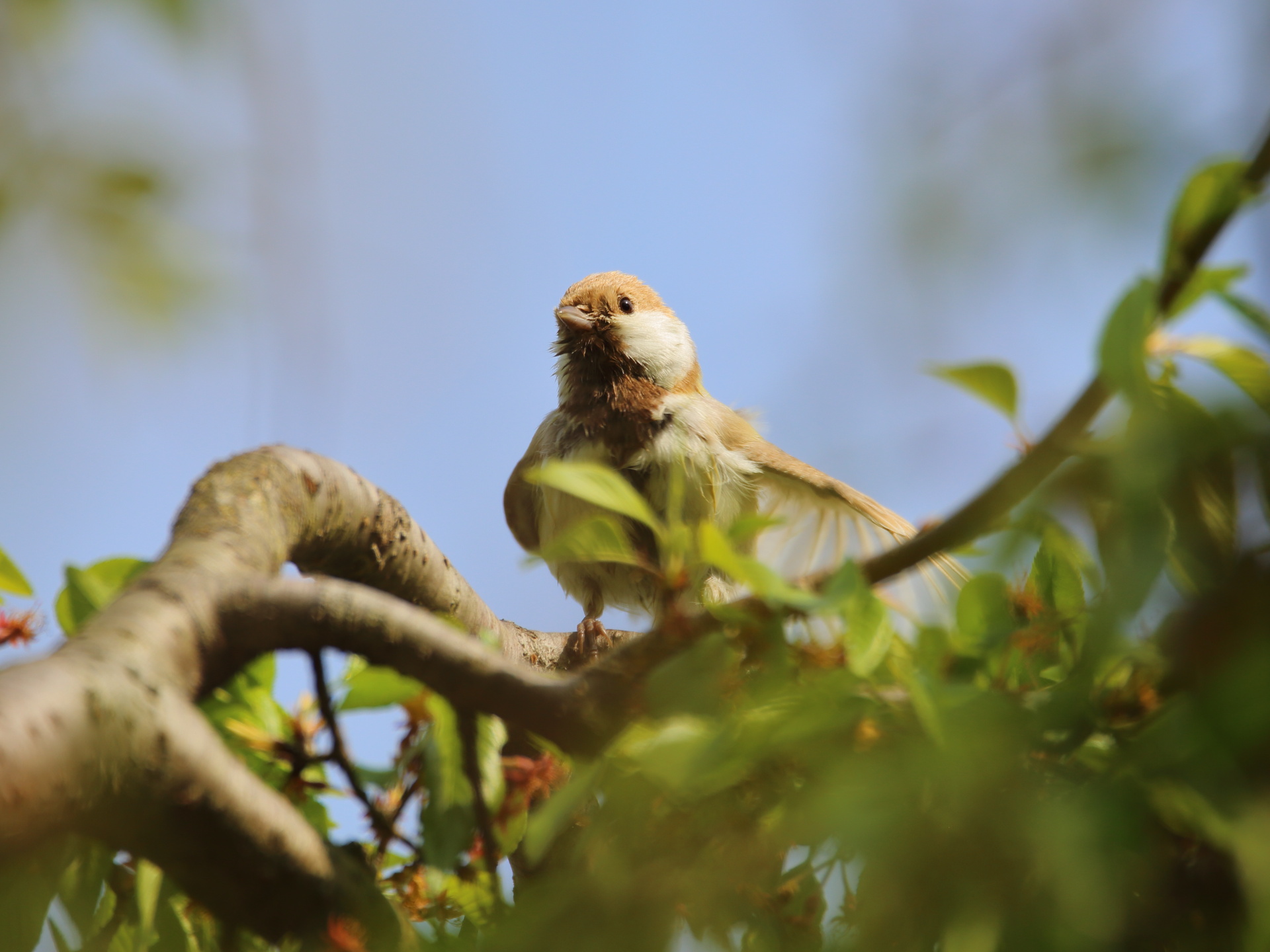 動物 鳥 ペンギン 白いシジュウカラ257 壁紙19x1440 壁紙館