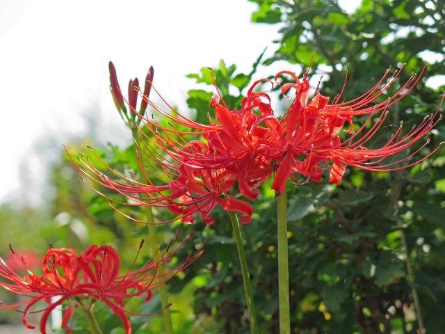 散歩道の花 1809-16-1