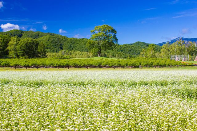 木曽馬の里、ソバの花