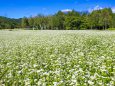 木曽馬の里、ソバの花