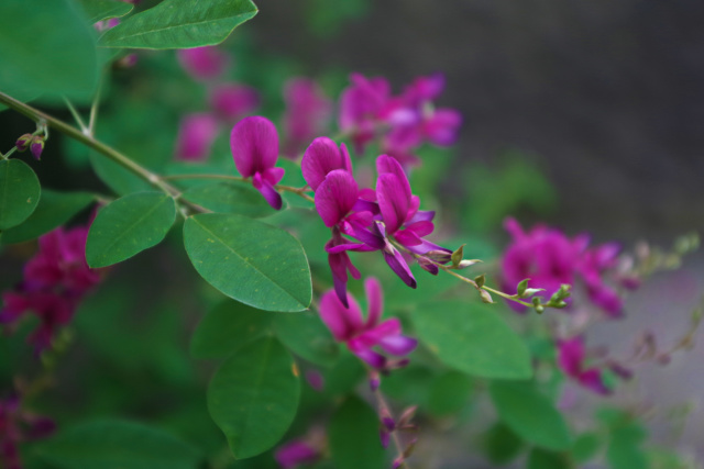 萩の花