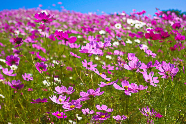 秋桜