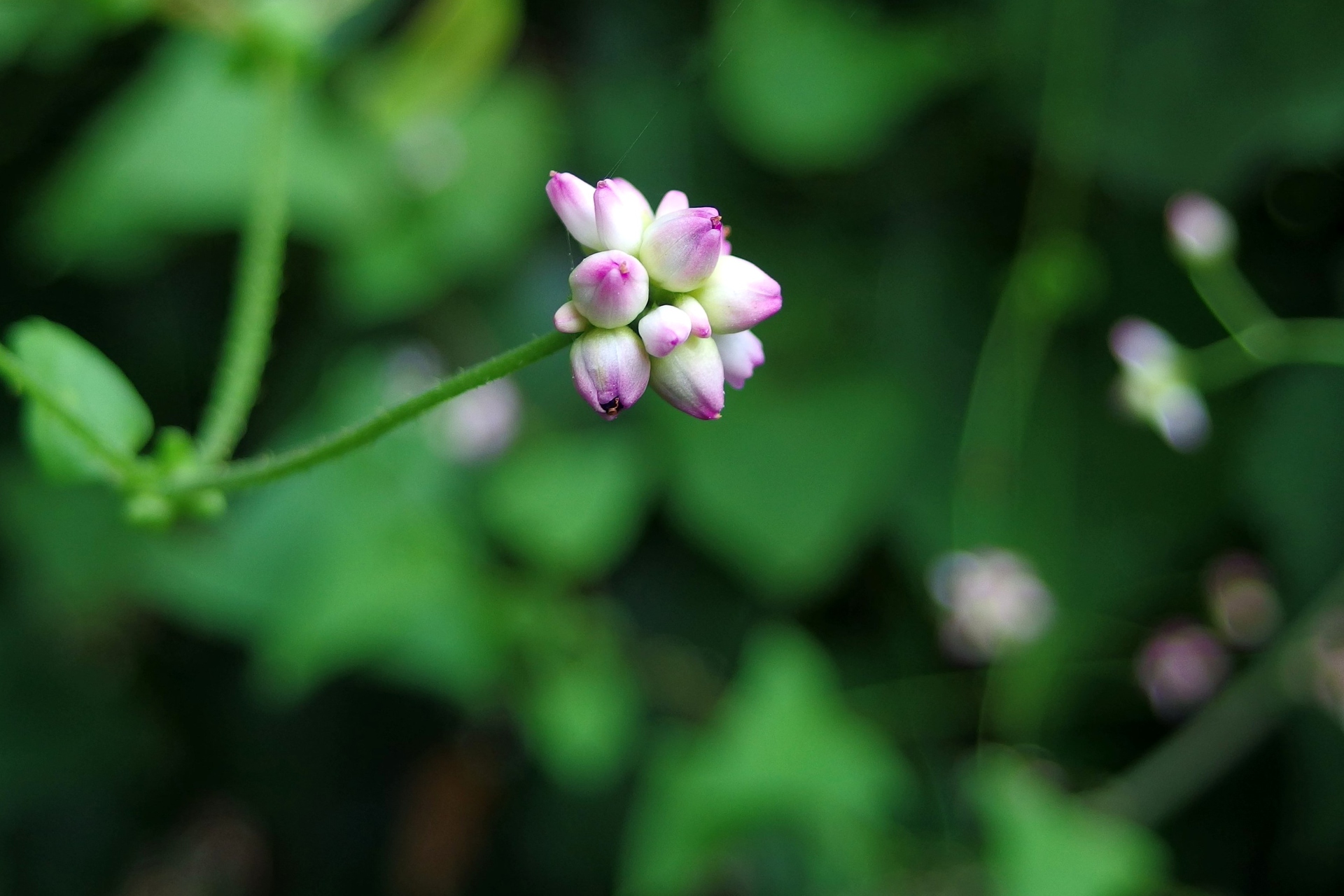 花 植物 継子の尻拭 壁紙19x1280 壁紙館