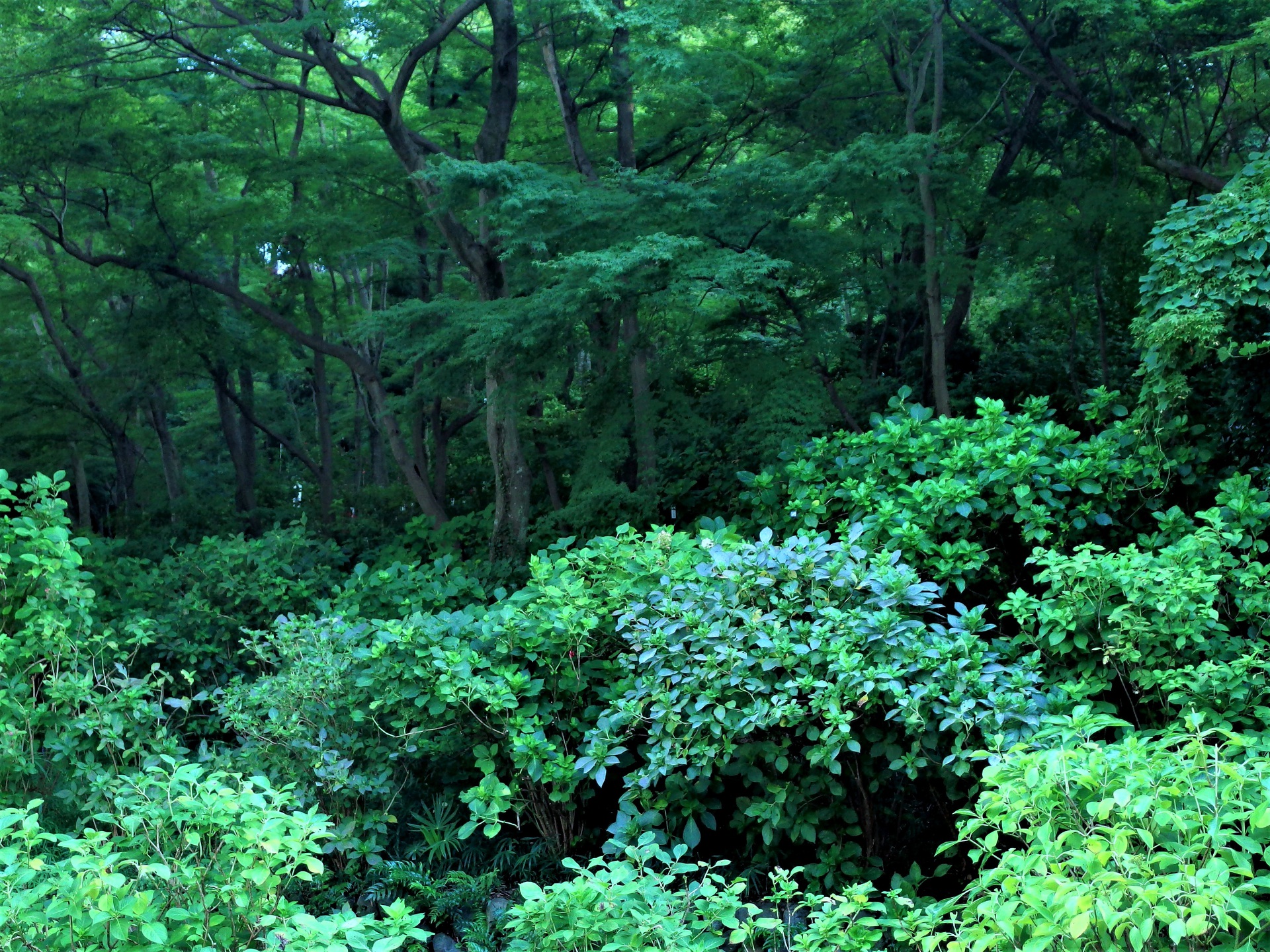 日本の風景 美しい森 壁紙19x1440 壁紙館