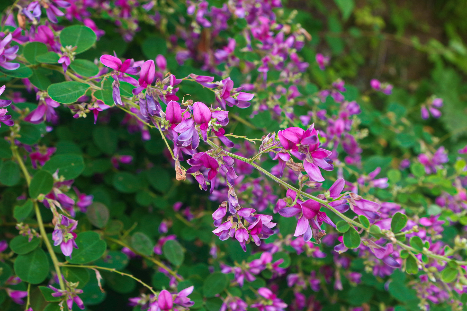 花 植物 萩の花 壁紙19x1280 壁紙館