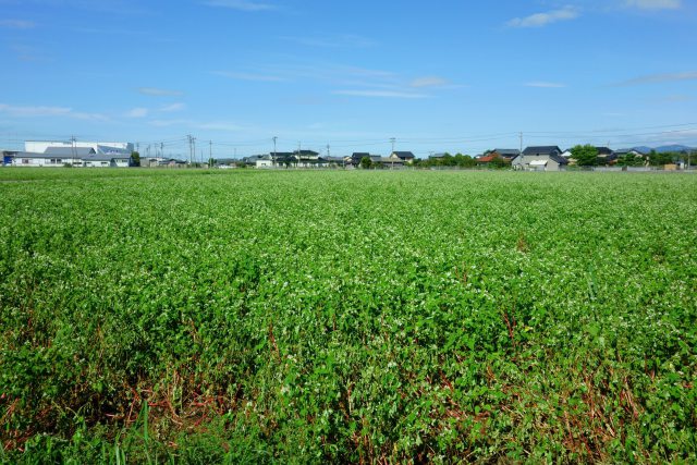 山室の蕎麦畑