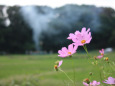 散歩道の花 1809-20-1