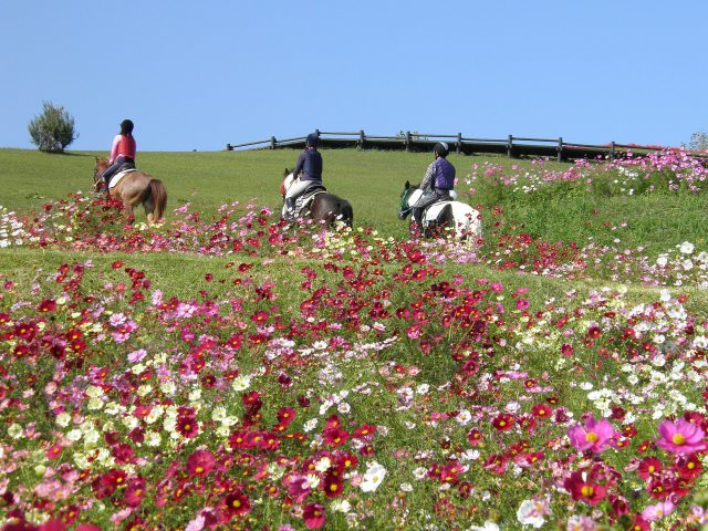 馬が行くコスモスの咲く中