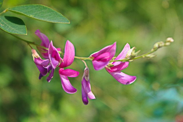 萩の花