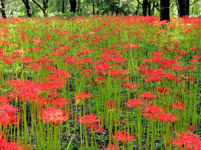 一面に咲く彼岸花