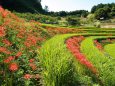 明日香村の彼岸花