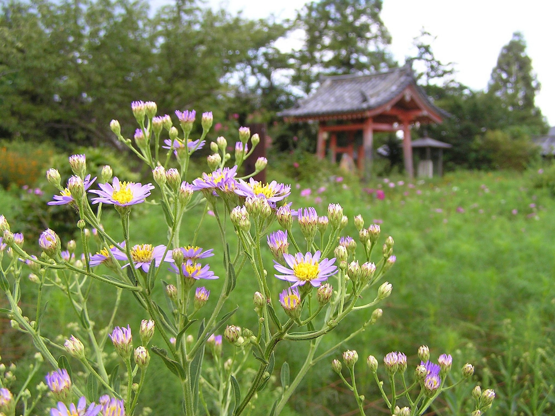 花 植物 奈良般若寺に咲く紫苑 壁紙19x1440 壁紙館