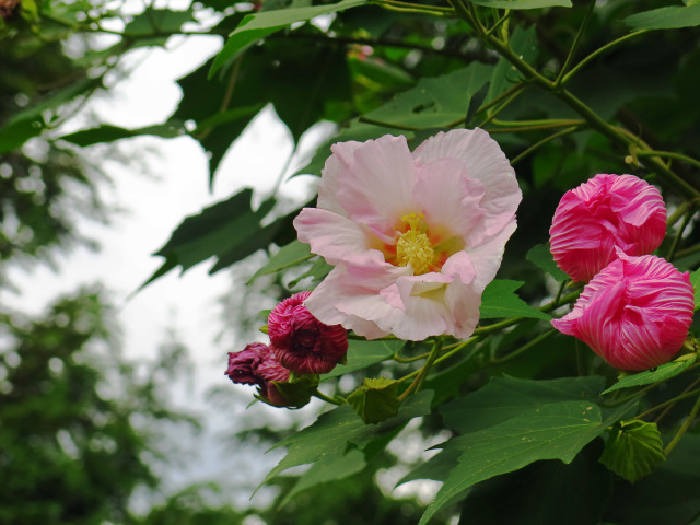 散歩道の花 1809-22-1