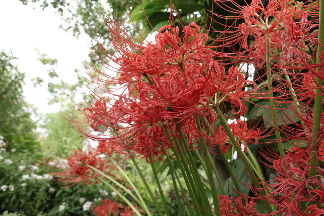 雨上がりの曼珠沙華