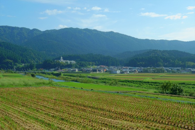 市波と稲の蘖