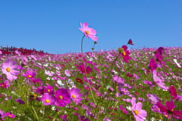 秋空と秋桜