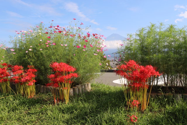 彼岸花と秋桜