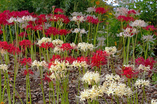 散歩道の花 1809-25-1