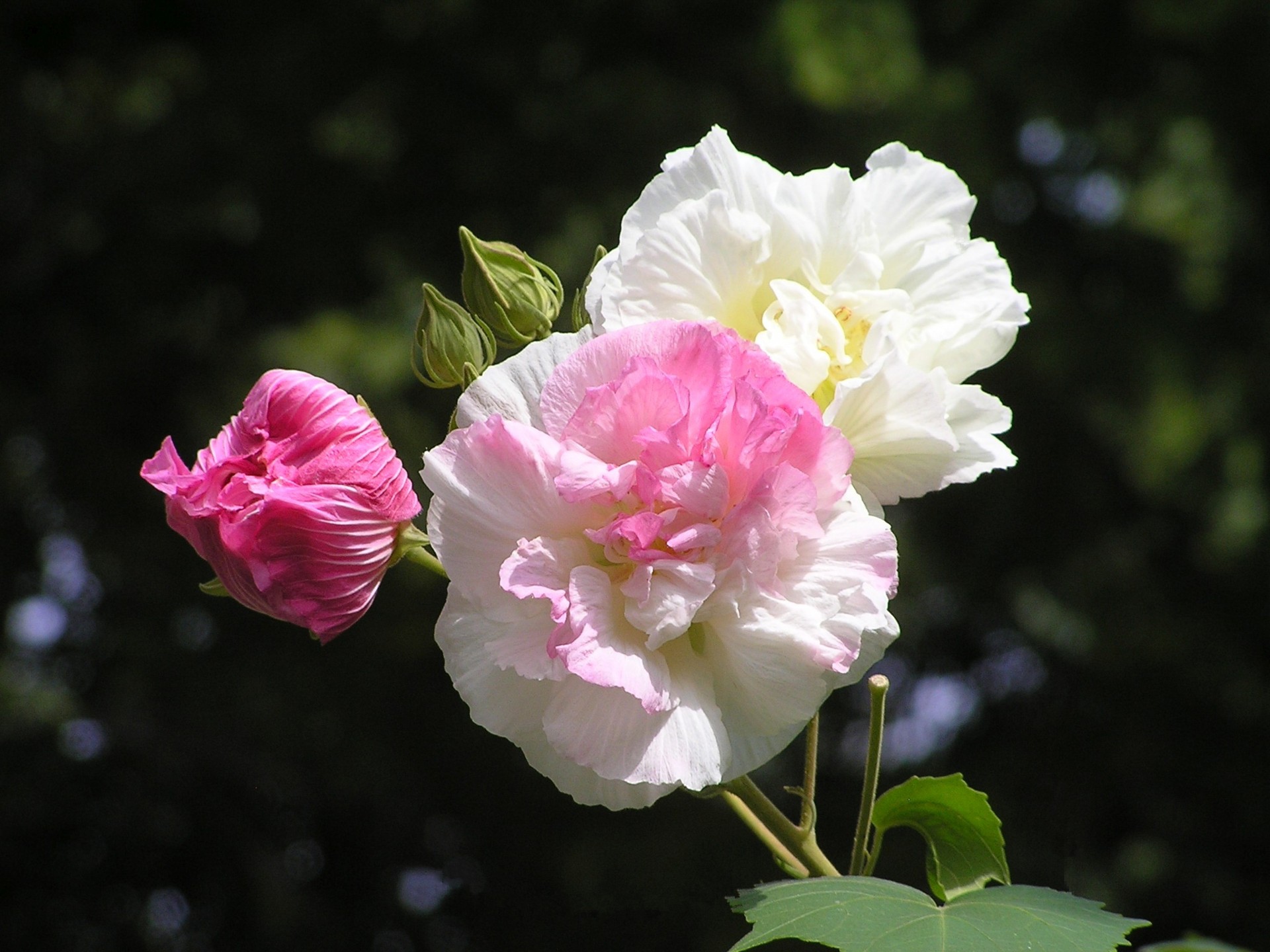 花 植物 酔芙蓉 スイフヨウ 壁紙19x1440 壁紙館