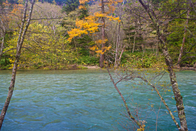 梓川沿いの黄葉