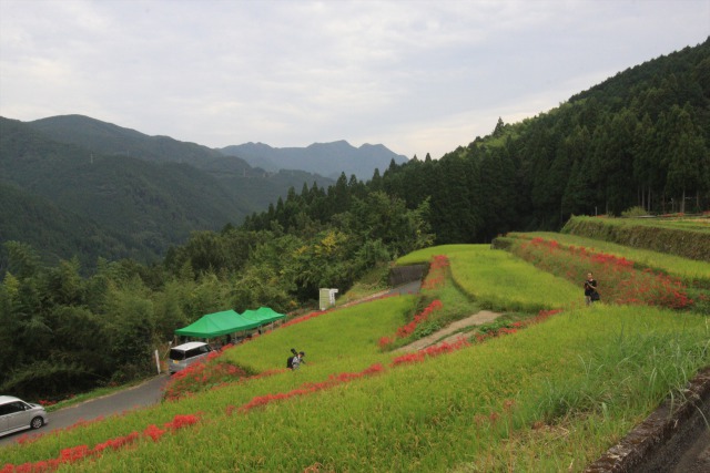 彼岸花