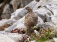 小蓮華山の雌雷鳥7