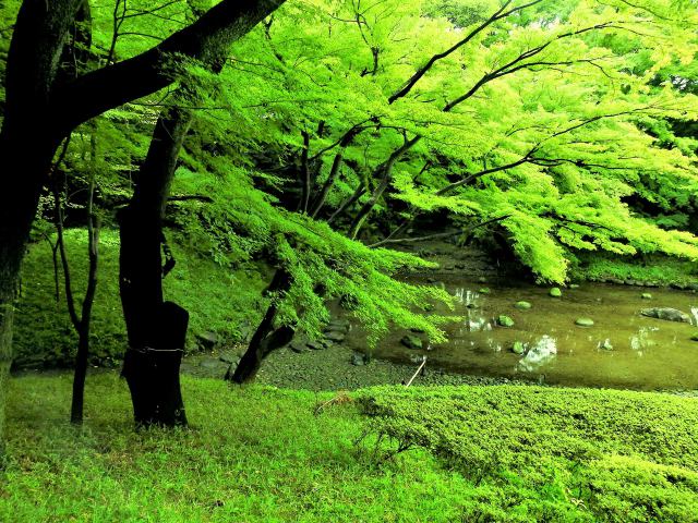 大堰川の流れ