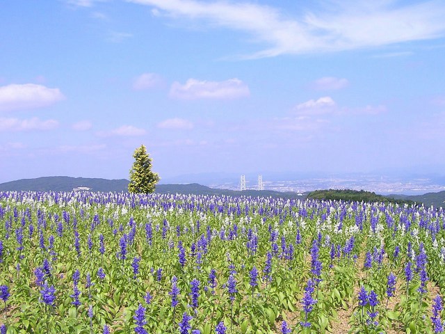 ブルーサルビア咲く風景