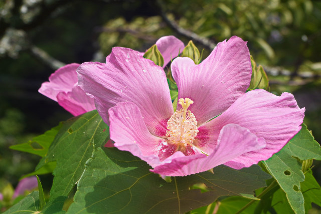 芙蓉