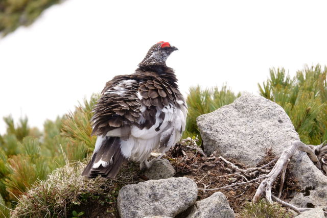 小蓮華山の雄雷鳥7