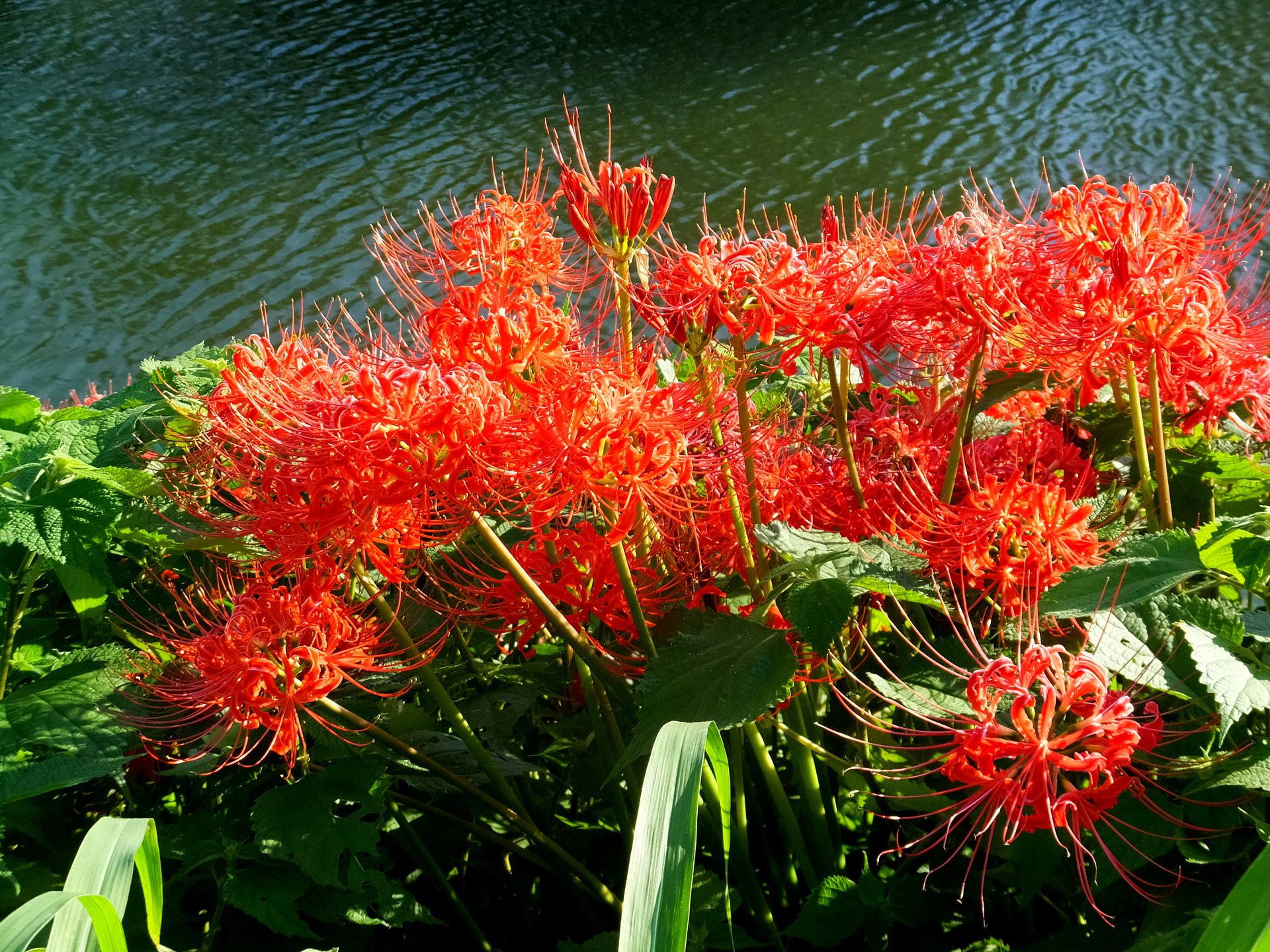 花 植物 川辺に咲いた彼岸花 壁紙19x1440 壁紙館