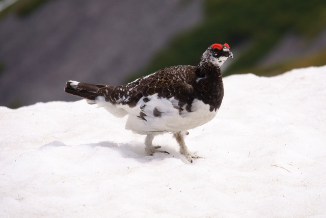 小蓮華山の雄雷鳥9