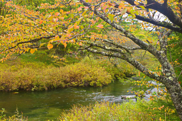 紅葉する木々と湯川