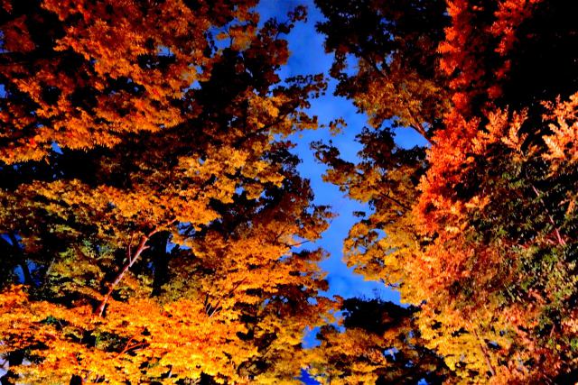 大國魂神社の紅葉