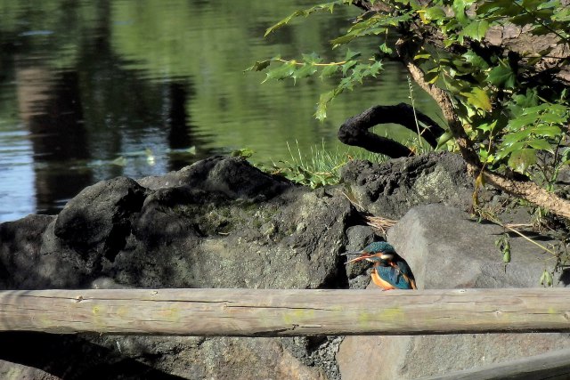 日比谷公園のカワセミ