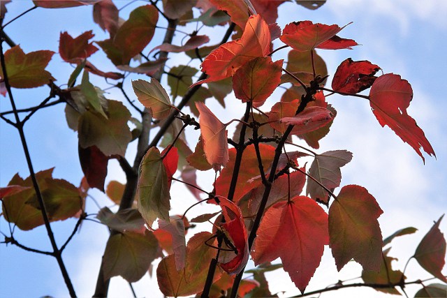 ハナノキの紅葉