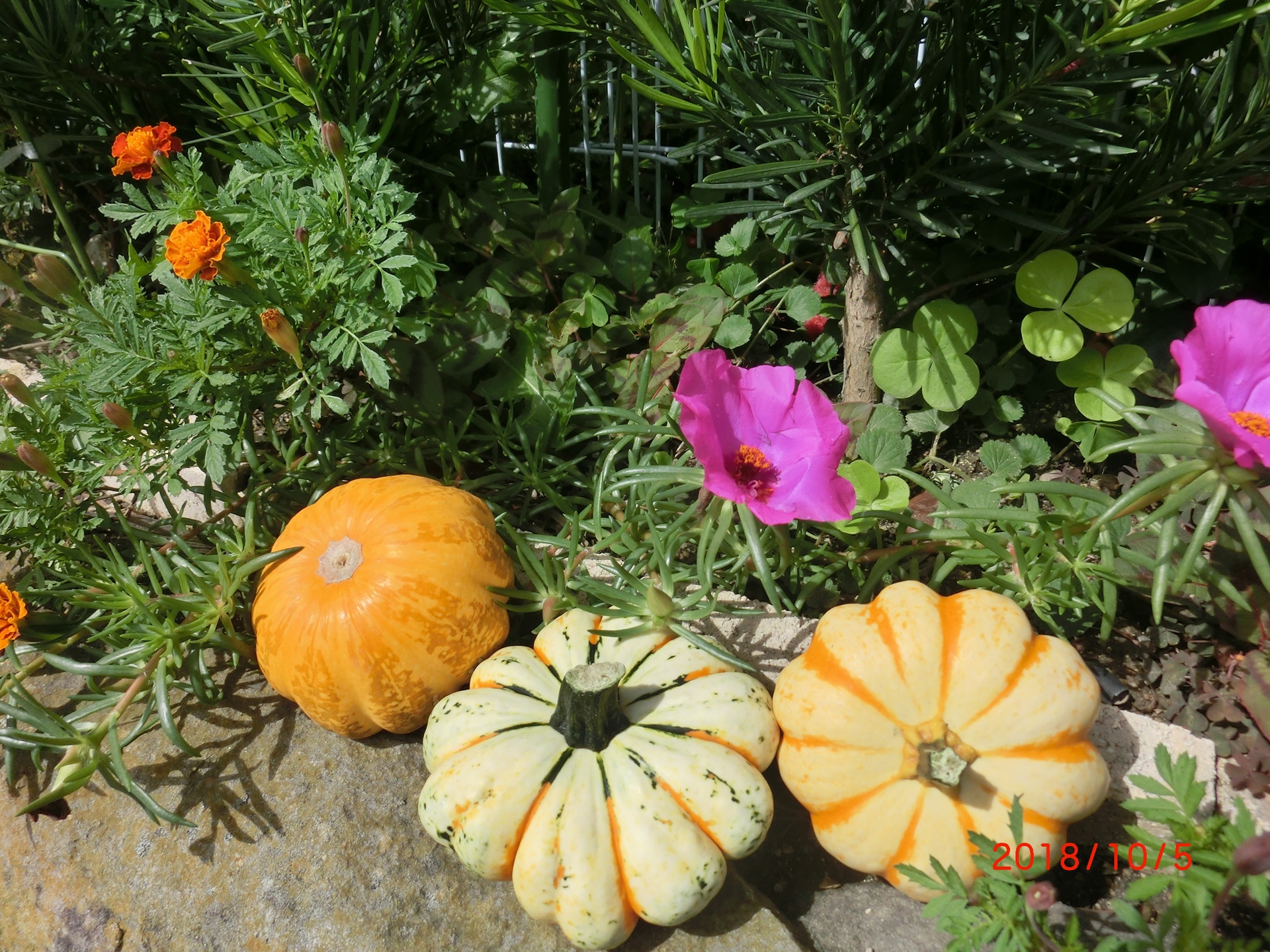 花 植物 花かぼちゃ 壁紙19x1440 壁紙館