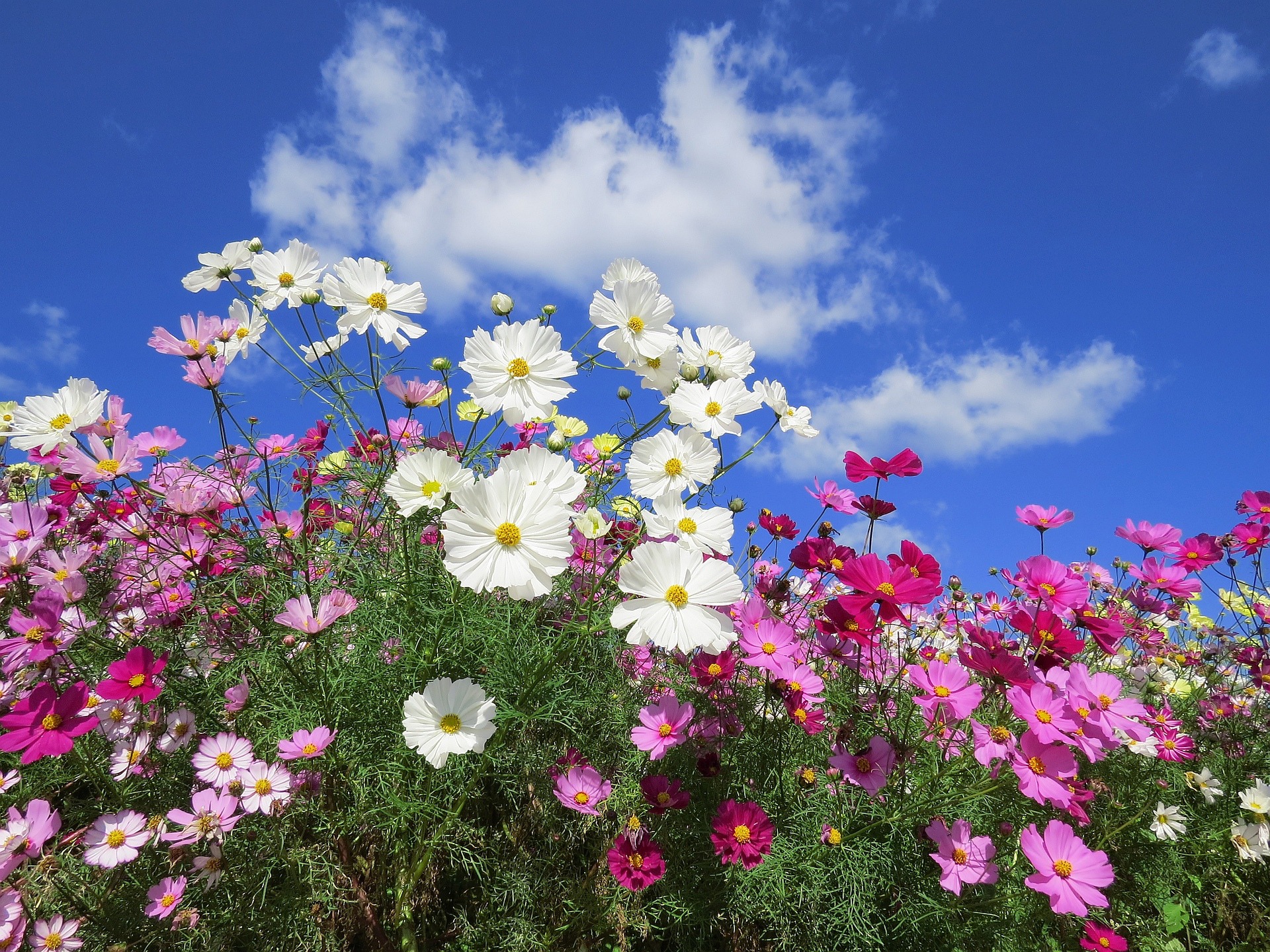 花 植物 青空に白いコスモス 壁紙19x1440 壁紙館