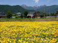 春の安曇野