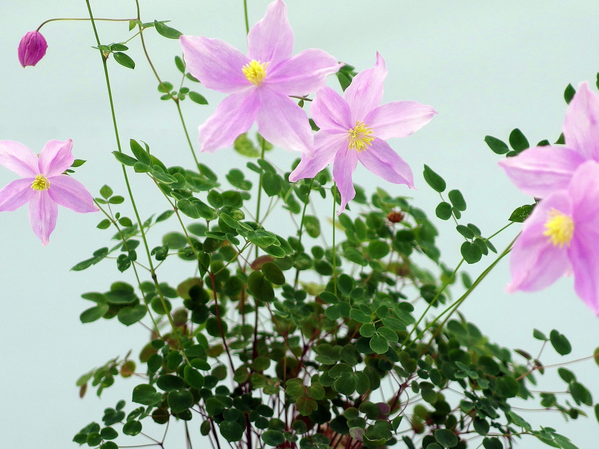 花 植物 タイカカラマツ 壁紙19x1440 壁紙館