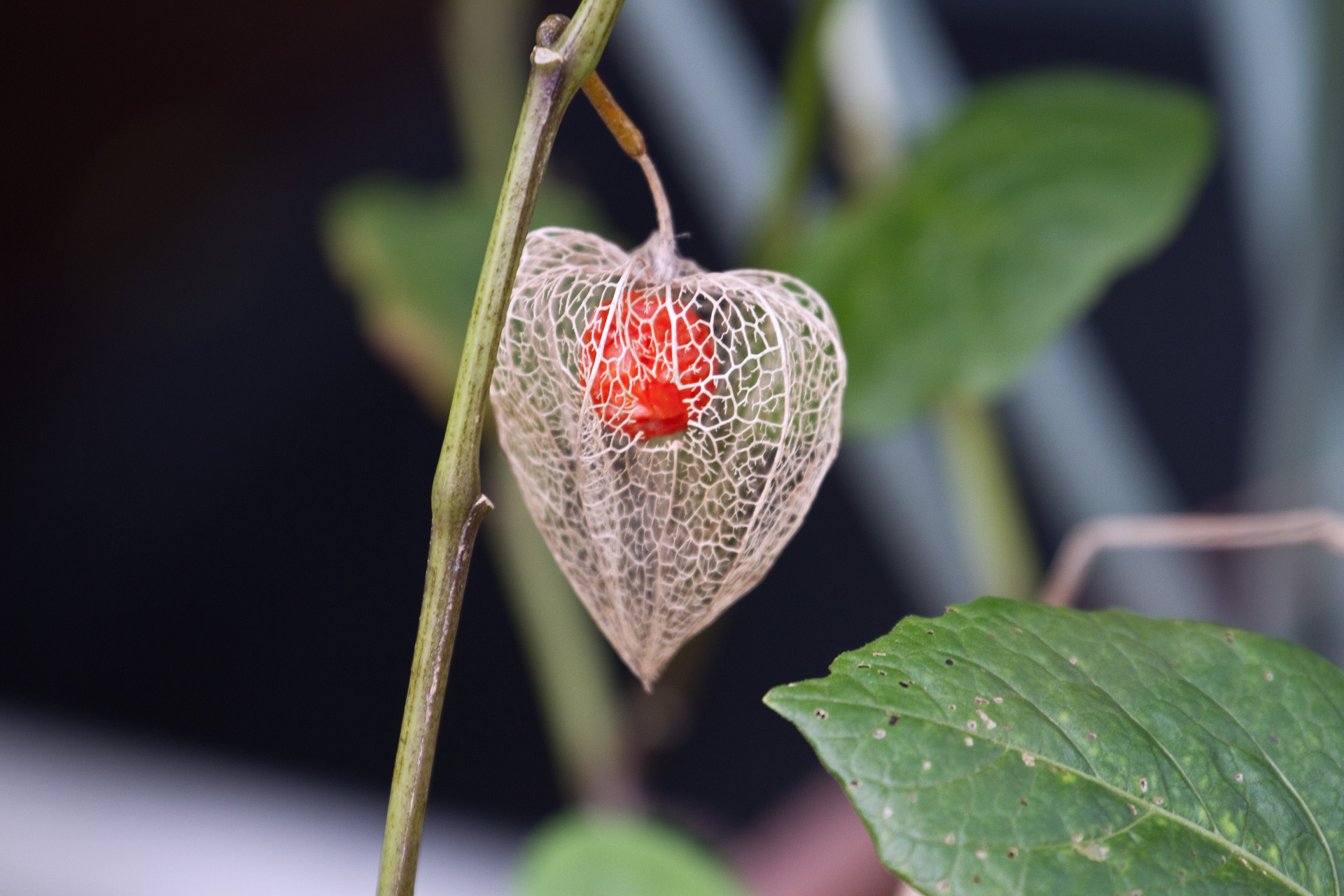 花 植物 ホオズキ 壁紙19x1280 壁紙館