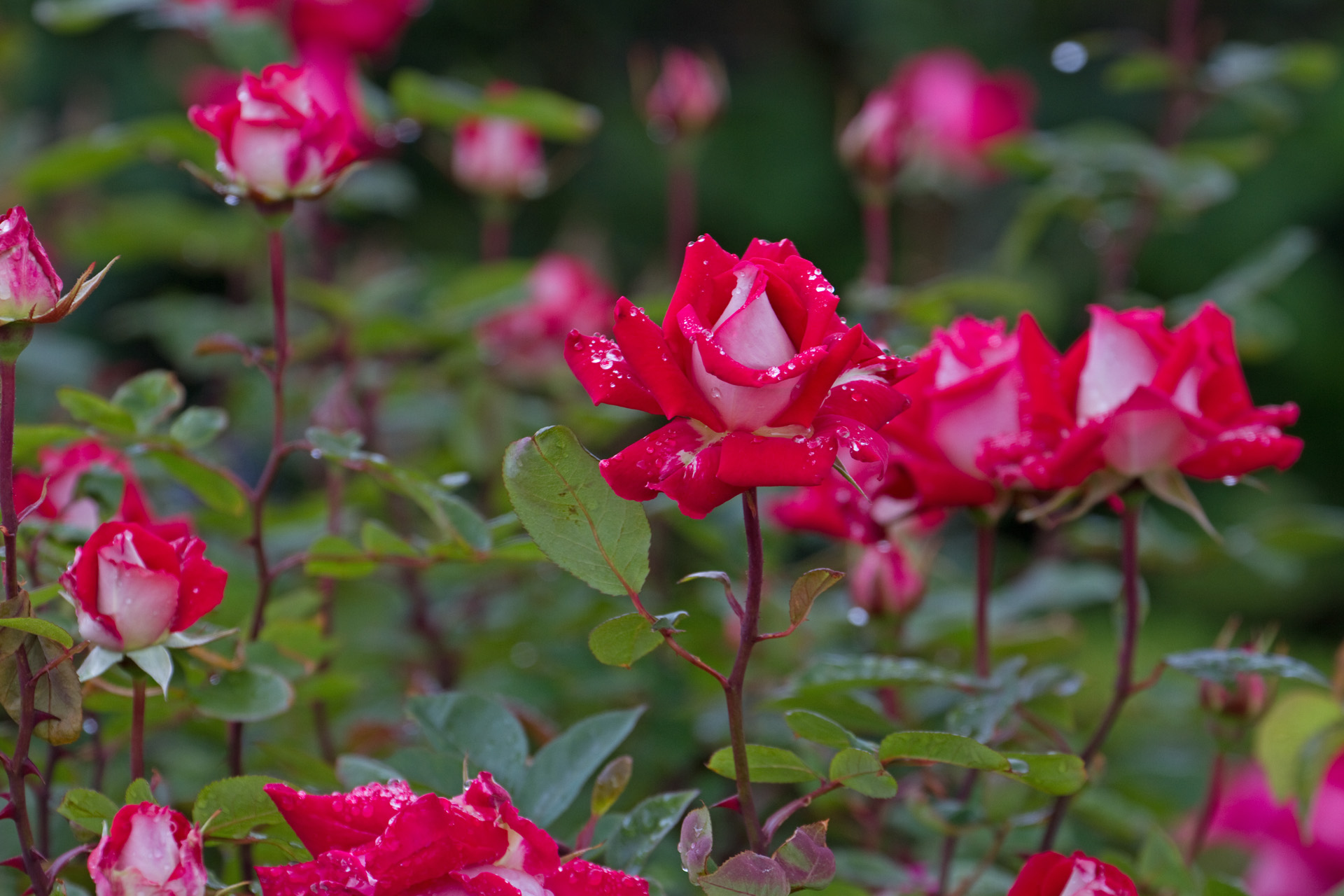 花 植物 Love 壁紙1920x1280 壁紙館