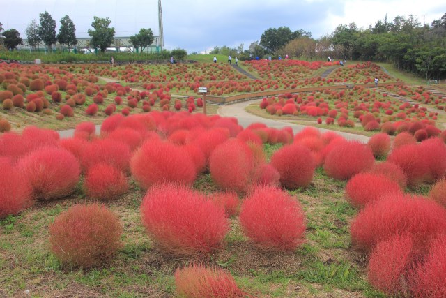 コキア紅葉