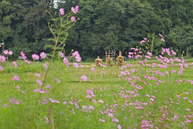 散歩道の花 1810-9-1