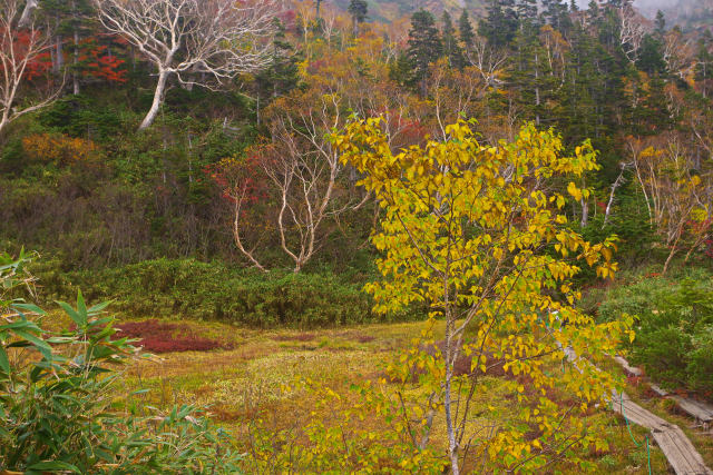 栂池自然園の紅葉