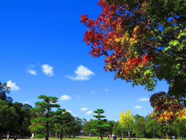 少しずつ秋の色づく奈良公園