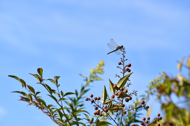 秋晴れの空に蜻蛉